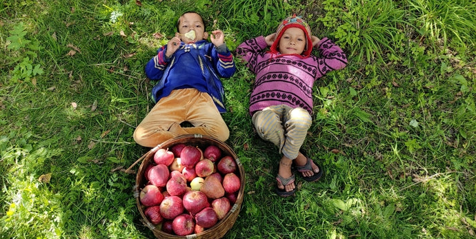Harvesting Kinnaur Apples : What Goes Behind!