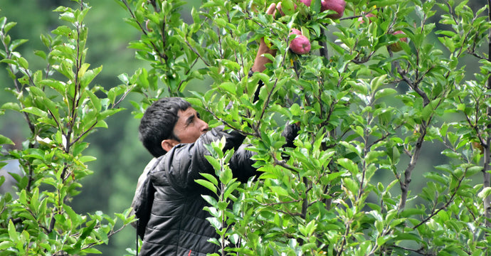 Apple Farming in India