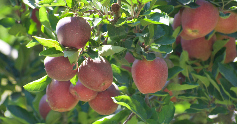 Why Kinnaur apples are the best?