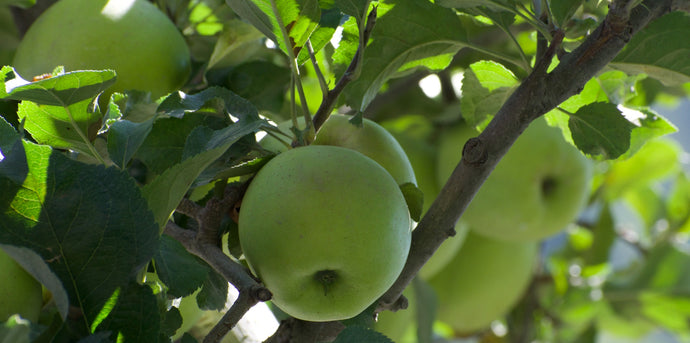 7 Ways of Consuming Apples From Orchards of Himachal