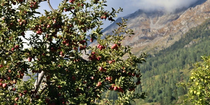 How to Order Fresh Apples from Himalayas Online?