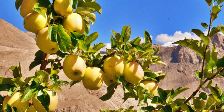 Kinnaur Apples and Their Varieties