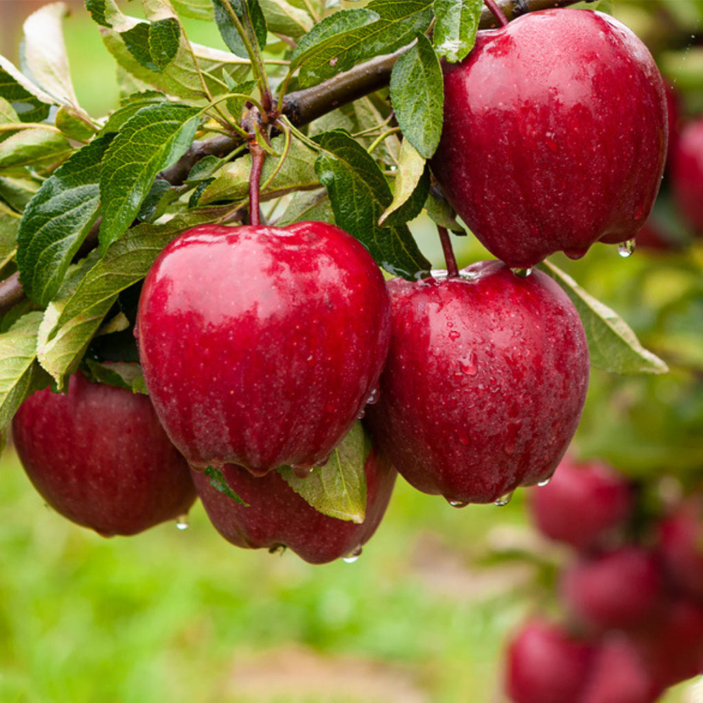 Royal Kinnaur Supreme Apples (Dark red / Black Gold)